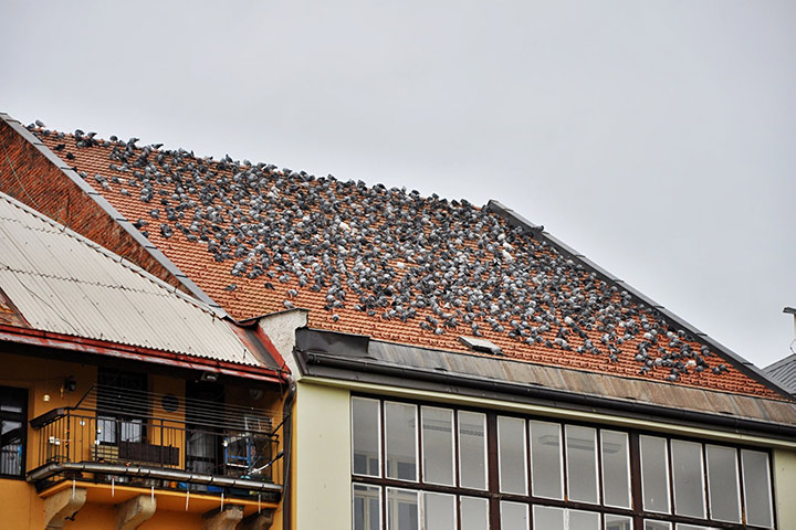 A2B Pest Control are able to install spikes to deter birds from roofs in Wrexham. 