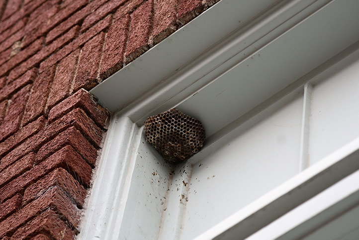 We provide a wasp nest removal service for domestic and commercial properties in Wrexham.